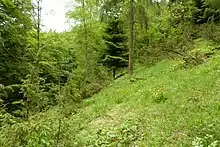 Das Landschaftsphoto zeigt einen Ausschnitt der Orchideenwiese Frauenschuhfläche mit Freiflächen im Vordergrund und gestufter Strauch- und Baumvegetation im Hintergrund