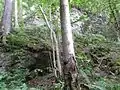 Mauerwerk unterhalb des Burgplatzes