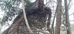 Bergfriedreste unter Baumprotektion