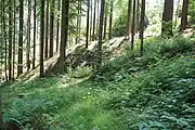 Bild 6: Der nördliche Abraumhügel von Westen (2010)