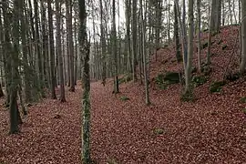 Bild 5: Gegenblick nach Süden, rechts der Anstieg zur Burgstelle (November&nbsp;2013)