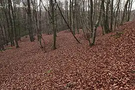 Bild 9: Blick nach Westen zur Spornspitze, die Bebauungsgrenze in dieser Richtung ist durch rezente Störungen nicht ganz klar (November&nbsp;2013)