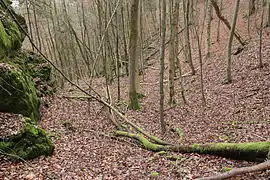 Bild 5: Südöstliches Grabenende (Dezember&nbsp;2014)