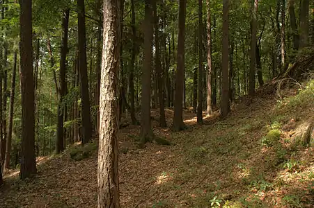 Bild 6: Das Ende des Hanggrabens an der Westseite des Burghügels
