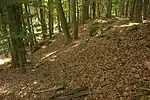 Bild 5: Außenseite des Ringwalles im südlichen Bereich