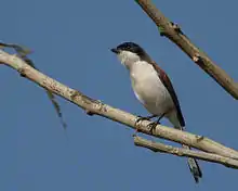 Burmawürger (Lanius collurioides)