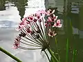 Schwanenblume