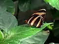 Dryadula phaetusa, Flügelunterseite