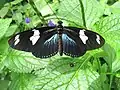 Heliconius sara