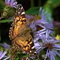 Schmetterling
