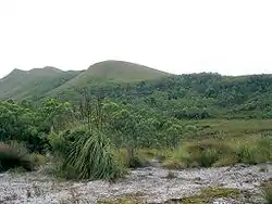Hügel bedeckt mit „Buttongrass moorland“ in typischer Verzahnung mit Eukalyptuswäldern