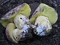 Butyriboletus abieticola