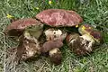 Butyriboletus primiregius
