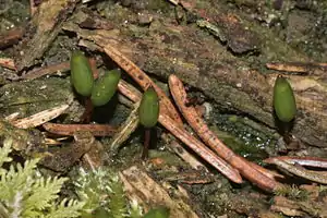 Grünes Koboldmoos (Buxbaumia viridis)