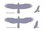 Vergleich Flugbild Mäusebussard – Wespenbussard
