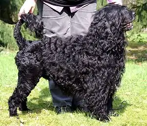 Cão de Água Português – Portugiesischer Wasserhund