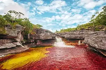 R. clavigera, in der Gumpe eines Wasserfalls des Caño Cristales wachsend
