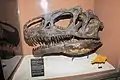 Original Raubsaurierschädel eines Allosaurus