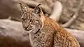 Luchs im Park