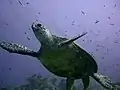 Echte Karettschildkröte