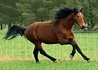 Eine Kreuzung zwischen Cleveland Bay und Holsteiner. Das Resultat wird dann als Cleveland Bay Sporthorse bezeichnet.