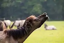 Flehmendes Wildpferd im Merfelder Bruch, Dülmen