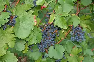 Cabernet Dorio