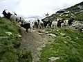 Pass de Buffalora (2261 m ü. M.), Übergang nach Soazza ins Misox