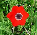 Rote Anemone coronaria mit sechs Kronblättern und einem weißen Ring
