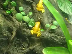 Schrecklicher Pfeilgiftfrosch (Phyllobates terribilis)