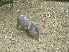 Halsbandpekari (Pecari tajacu)
