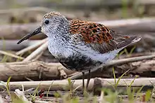 Alpenstrandläufer(Calidris alpina)