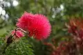 Calliandra haematocephala