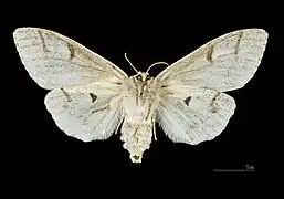 △ Ventralansicht ♀