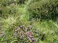 Heidekraut (Common Heather)