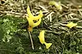 Gegabelter Nadelholz-HörnlingCalocera furcata