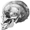 Zeichnung des Schädels von Kant, wahrscheinlich von Johannes Heydeck.