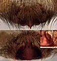 Detailansichten der Epigyne von Cambridgea decorata