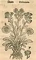 Mattioli / Handsch / Camerarius 1586
