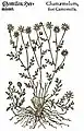 Mattioli / Handsch / Camerarius 1586