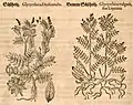 Mattioli / Handsch / Camerarius 1586