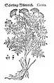 Mattioli / Handsch / Camerarius 1586