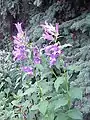 Breitblättrige Glockenblume (Beispielfoto)