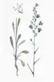 Habitus