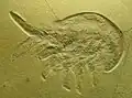 Bärenkrebsähnlicher Zehnfußkrebs Cancrinos claviger
