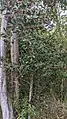 Fruchtendes Exemplar