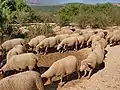 Schafe am Plan de Canjuers