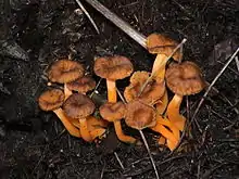 Starkriechender TrompetenpfifferlingCraterellus lutescens