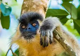 Kappenlangur