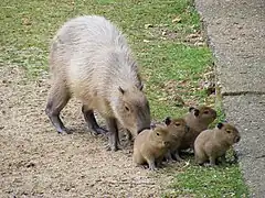 Capybaras (Hydrochoerus hydrochaeris)